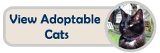 View our adoptable cats